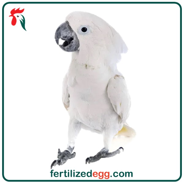 تخم نطفه دار طوطی کاکادو ملوکان 